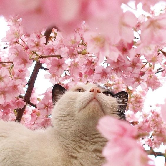 b4bybear_'s tweet photo. *:✼✿ sakura kittties https://t.co/VxWaWODBvp