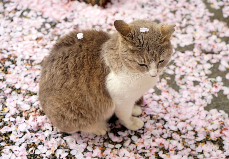 b4bybear_'s tweet photo. *:✼✿ sakura kittties https://t.co/VxWaWODBvp