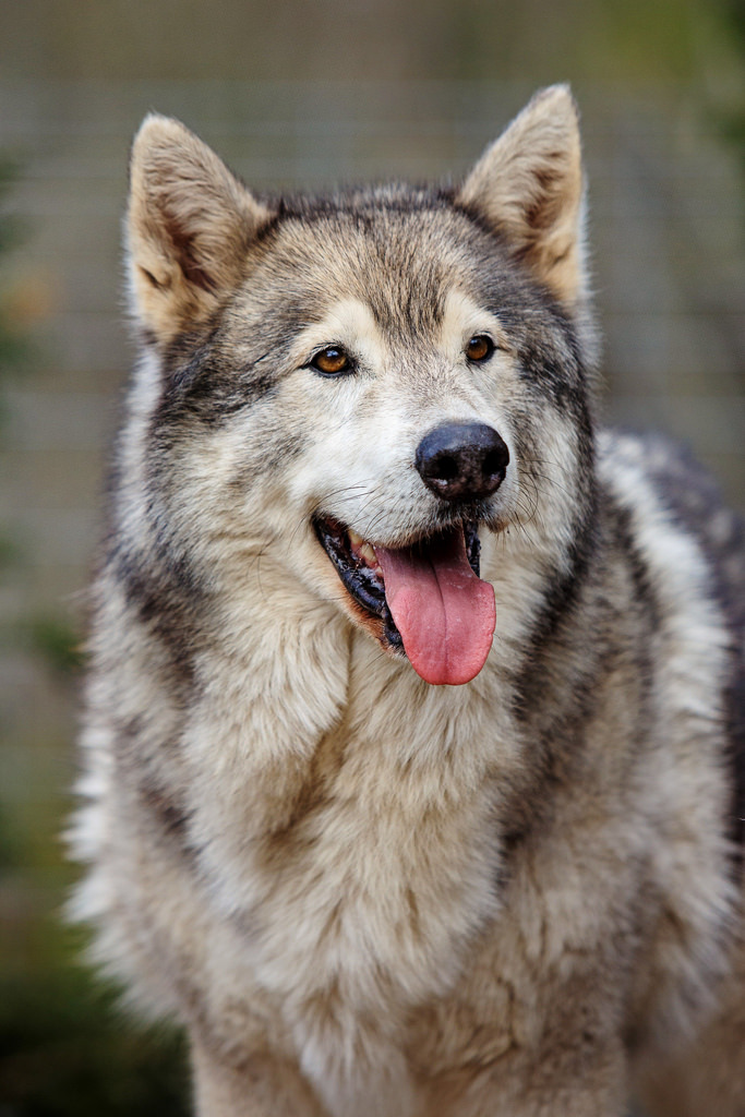 HourlyWolves presents: