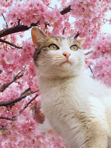 b4bybear_'s tweet photo. *:✼✿ sakura kittties https://t.co/VxWaWODBvp