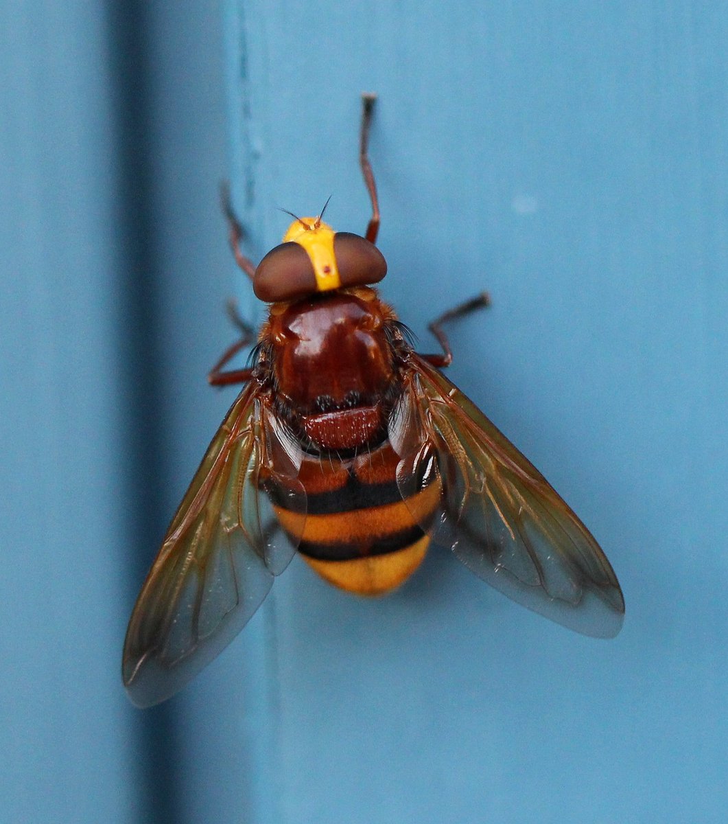 3pikt8t's tweet photo. Volucella zonaria ♀️
Nice mimikry.
This hoverfly imitates a hornet.
Braunschweig, 18.07.2021.
#volucellazonaria #volucella #syrphidae https://t.co/qxlu9d3x3g