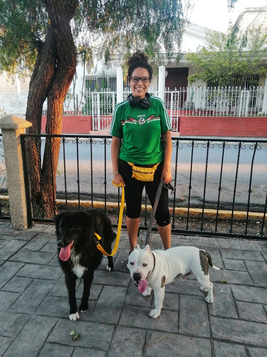 ChivisVeloz's tweet photo. Hoy salimos a pasear juntos por primera vez... Y fuera de que Camelia se iba comer a un pomeranian, nos fue excelente.
#BorderCollie #Pitbull https://t.co/11xYH4J9Yv