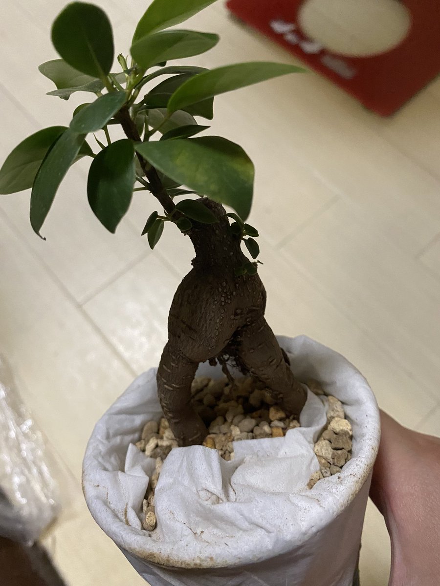 銀 復活したのは そのガジュマルの生命力が切れなかったから 正直 いつ死んでもおかしくない状態やったから 復活できたのは運が良かったとしか言えない 銀 復活したのは そのガジュマルの生命力が切れなかったから 正直 いつ死んでもおかしくない状態やったから 復活できたのは運が良かったとしか言えない