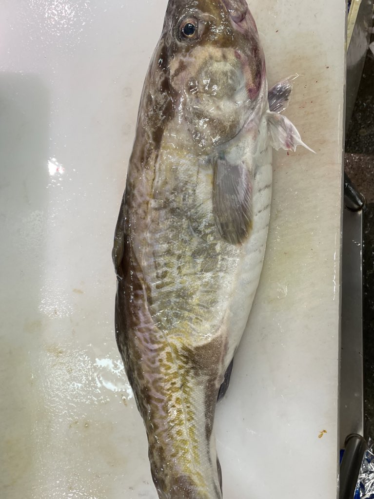 今日は紋別産マダラ入荷しました。
一般的にはタラは冬のイメージですよね、漢字も鱈と書きます。
でも身が美味しくなるのは夏なのです！今のタラは産卵の為に一生懸命にご飯を食べて身を太らせる時期なのです！だから美味しいのです！
是非食べてみて下さい。
＃共栄市場 #ことに #真鱈