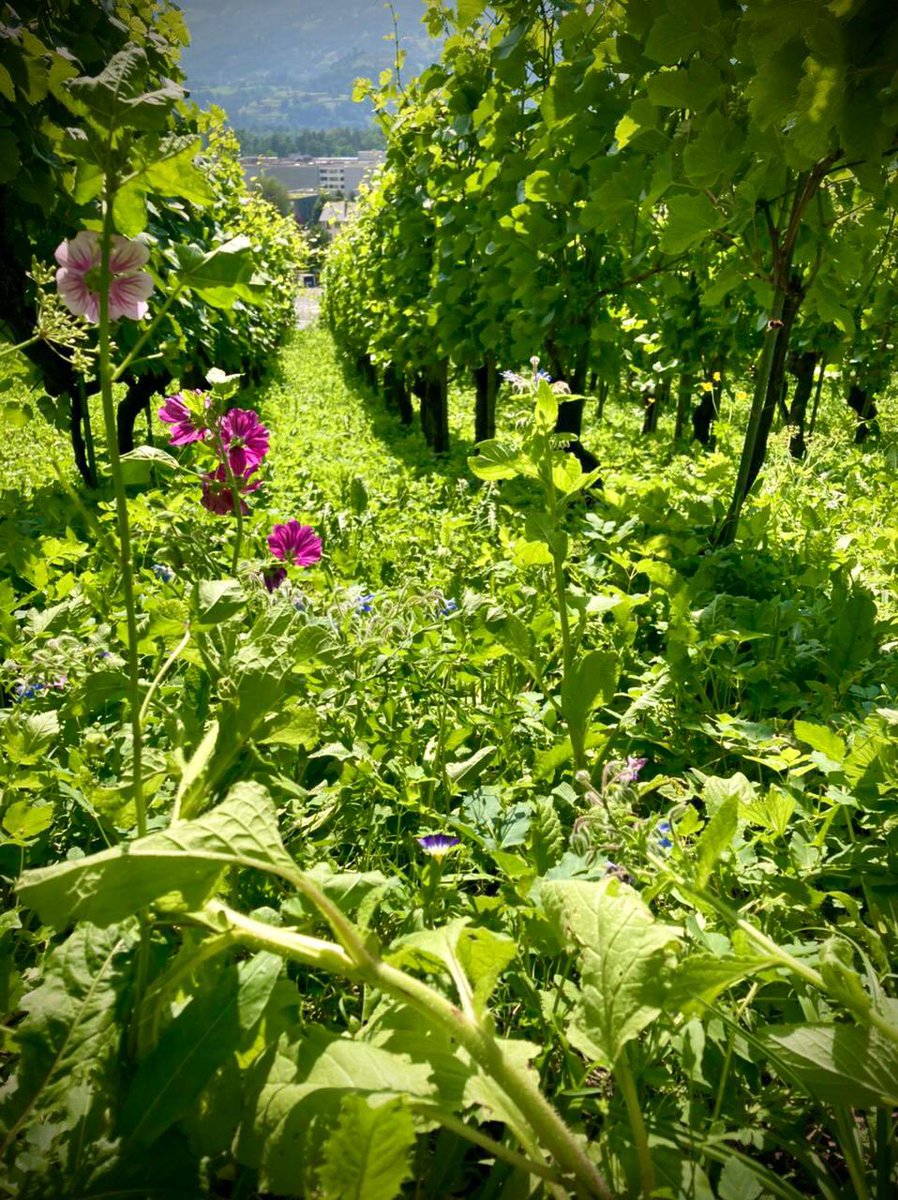 GoepfB's tweet image. Wieder sonnig in den Wingerten