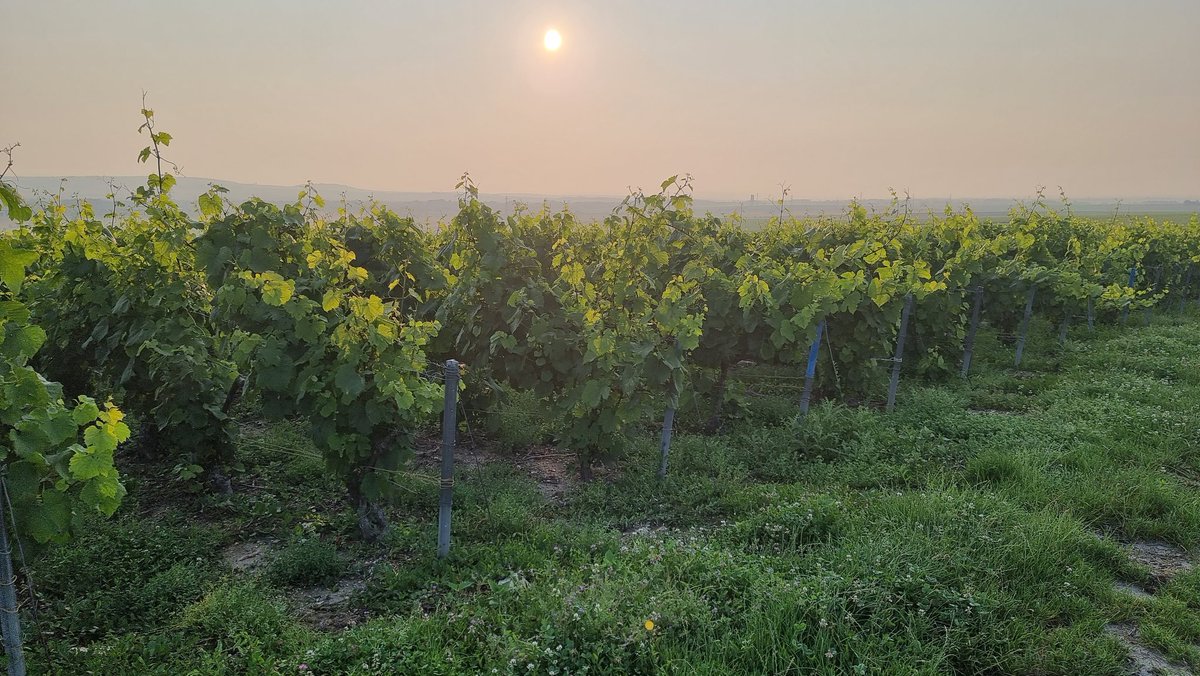 dumangin's tweet photo. Early start in #Taissy #premiercru #vineyards https://t.co/WU2r0QzzJL