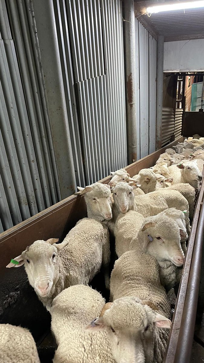 mecvakfi's tweet image. The slaughtering and packaging of your 1442/2021 Qurban waqalah continues rapidly in accordance with Islamic Procedures in modern facilities.

#DoItRight #DoItForAllah