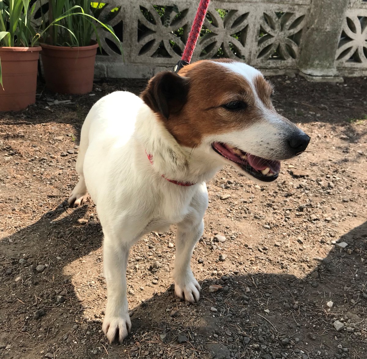 This little Jack Russell Terrier has been found on Sycamore Farm Park, Burgh Le Marsh. She has no chip.

If you can help reunite this little dog with her owners, please share or contact us on 01507 601111, ref: EHDS/06262/21