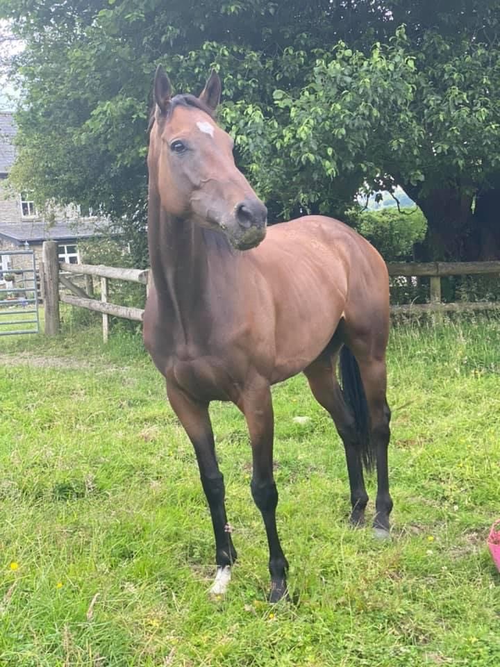 Kodiac Lass enjoying life after racing.

Here is our retired Kodiac Lass. She is safe and well and is now being retrained for Polocross. 

Our trainer @K_scottracing  recomended the excellent @SolwayRacehorse who found her new home for us.

#horsewelfare #lifeafterracing