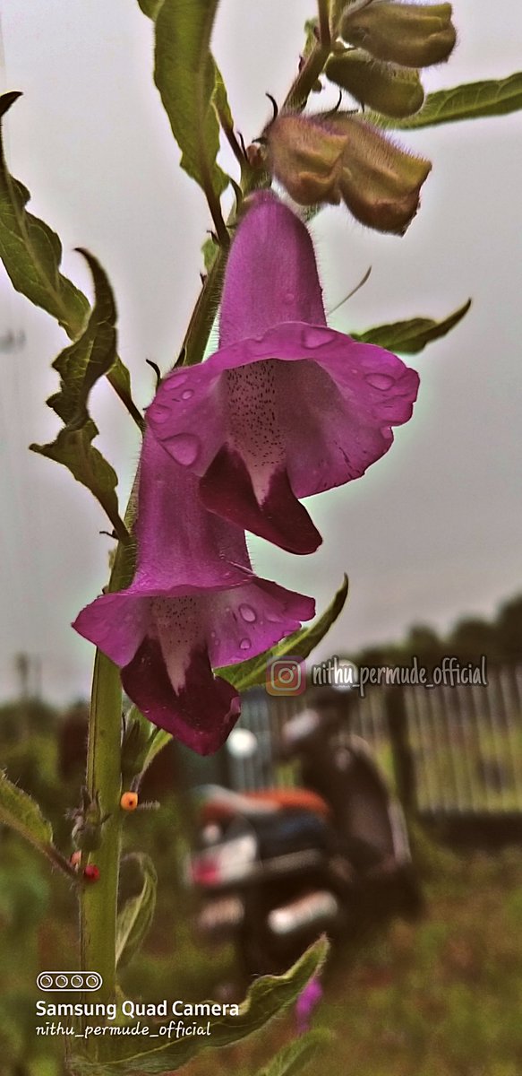 NithuPermude's tweet photo. #pinkflowers #flowerslover #mobilephotography #quadcamera #nithupermudephotography https://t.co/s1ghrEP955
