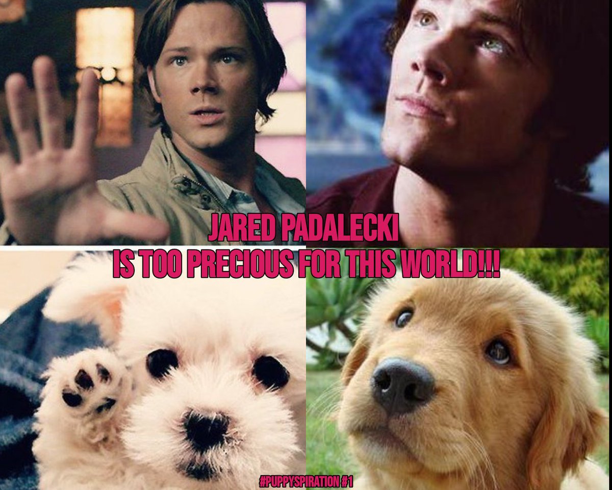 Franki3W's tweet photo. #PuppySpiration #1
#JaredPadalecki is too precious for this world!!!
@jarpad #Walker #WalkerFamily #Supernatural #SPNFamily #SPNWalkerFamily #Puppylove #PuppyEyes #TooPrecious #PadaDorkable #PuppyLecki #JaredPuppyLecki #PadaPower #PadAwesome #LoveJaredLouder #Inspiration #AKF https://t.co/PumT9kMZ4j