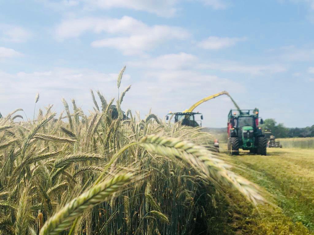FarmDonagh's tweet photo. Beautiful day to get started at the forage rye ☀️☀️🌾🌾🥛🥛 https://t.co/6kfR3lwajy
