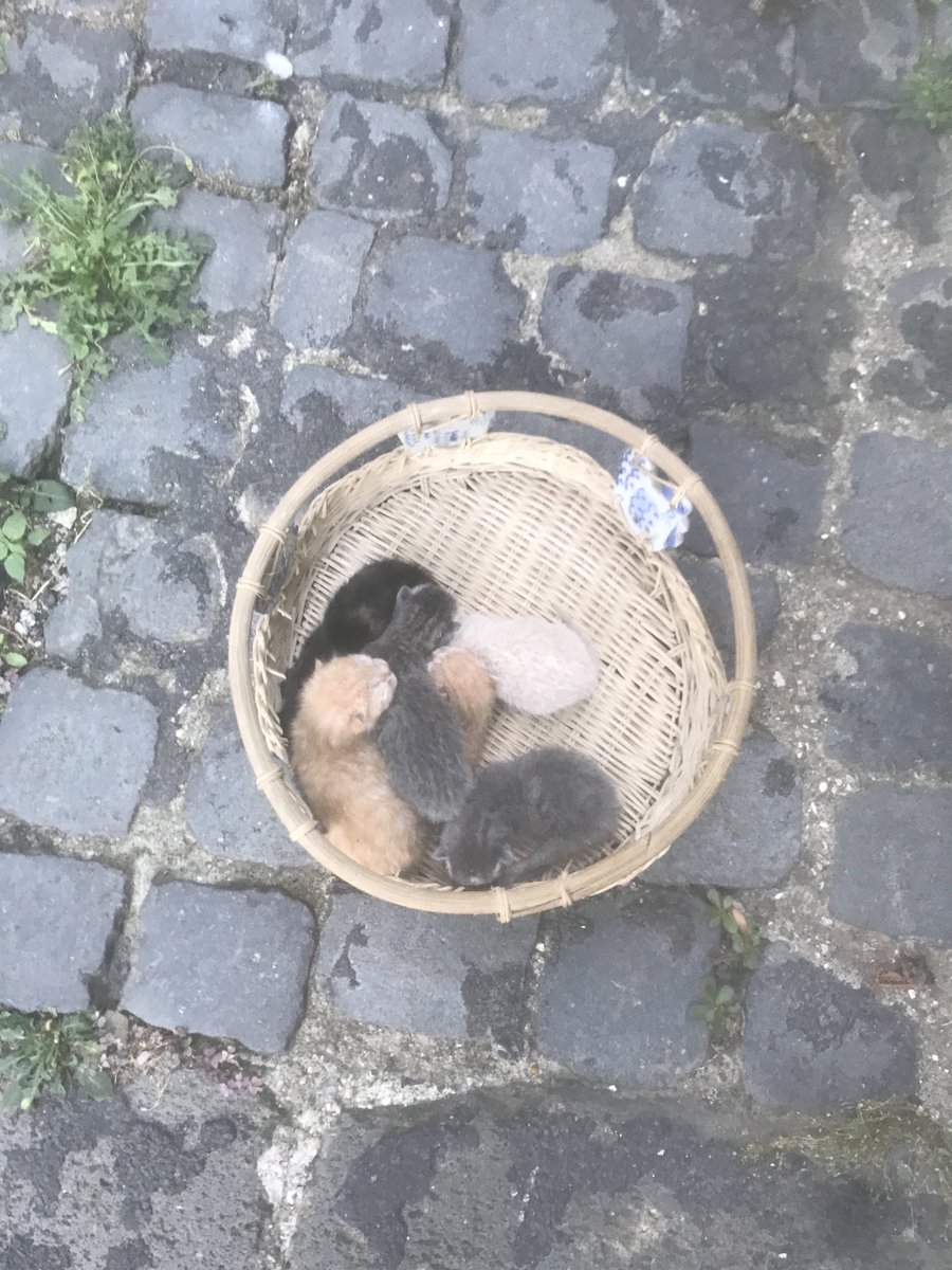 ContiAgro's tweet image. TROVATI ALL’INTERNO DI UNA BUSTA CELESTE STAMATTINA ! HO CHIAMATO I CARABINIERI ORA CERCO DI ALIMENTARLI CON ACQUA E OMOGENEIZZATO SE UNO DI LORO SI SALVA , DATEMI UNA MANO PER UNA SETIA ADOZIONE . AL SECONDO MESE DI VITA . GRAZIE