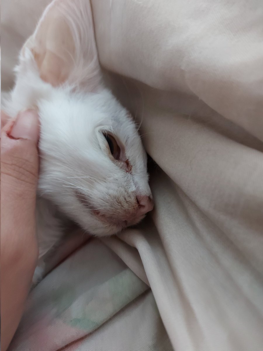 LuOrMirih's tweet photo. Well abro hilo en honor a depresión. 
Su vida fue corta pero fue un ser de luz que hizo mis días llenarse de felicidad. 
Abril 2020 - 20 de julio 2020 https://t.co/X0QZGcJNVL