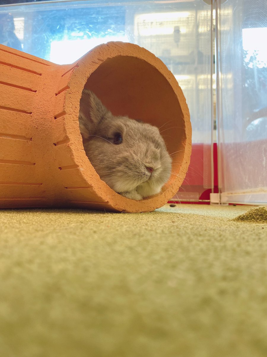 うさぎのしっぽ恵比寿店 うさぎの土管 ひんやりグッズ ネザーランドドワーフ うさぎのいる暮らし 夏対策 うさぎ うさぎのしっぽ うさぎのしっぽ恵比寿店 Rabbit