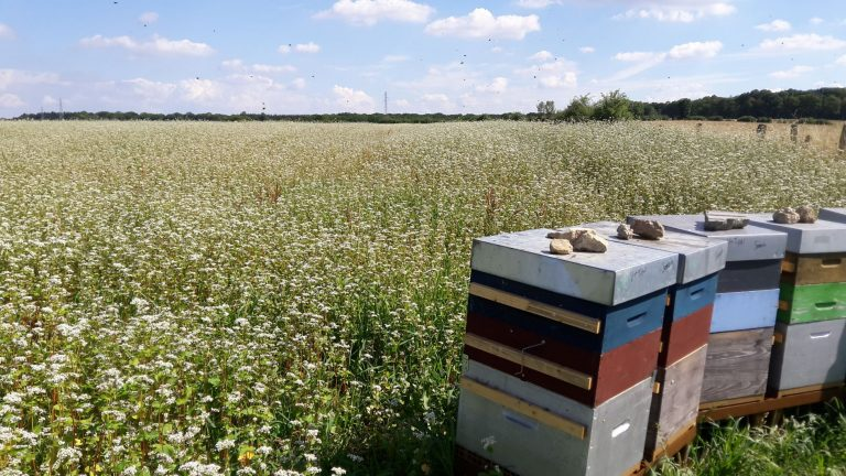La France compte de plus en plus d’#apiculteurs. Avec une augmentation du nombre de #ruches et une nette amélioration de rendement en #miel, la France réalise une forte hausse de production en 2020 agridemain.fr/plus-dapiculte…