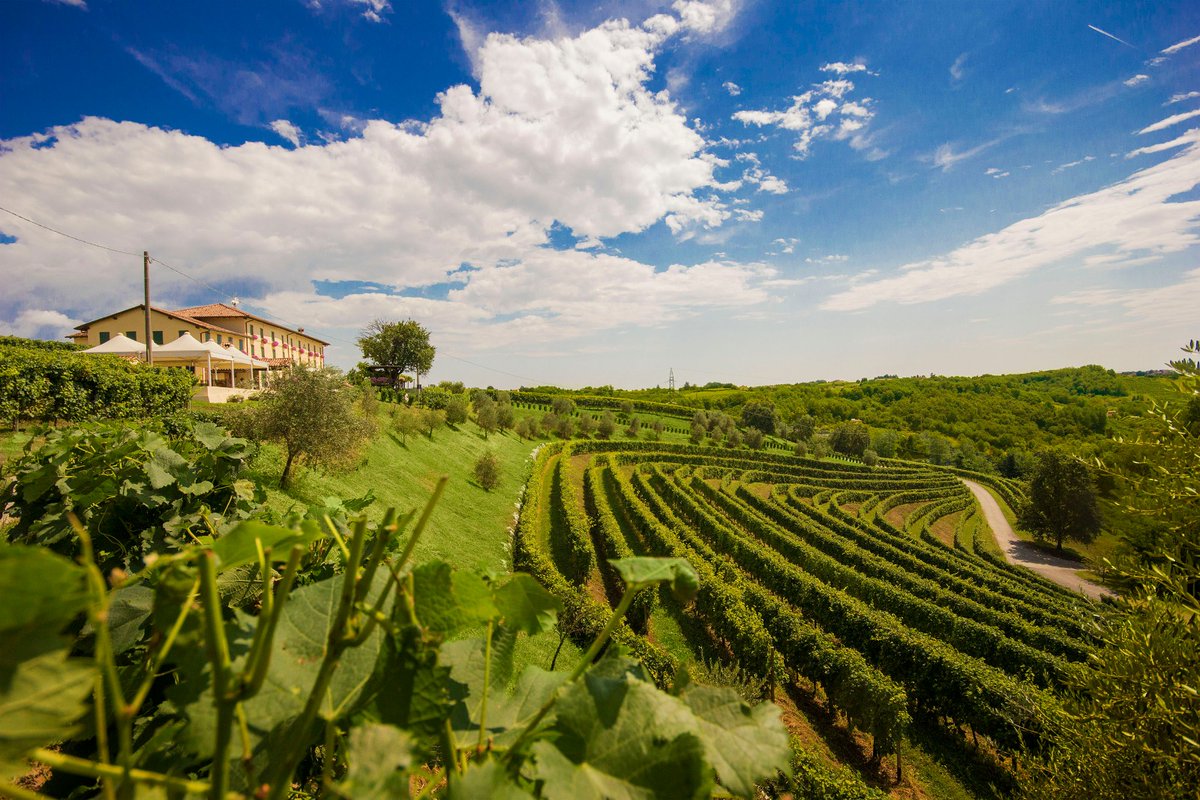 TheWineTipster tweet media