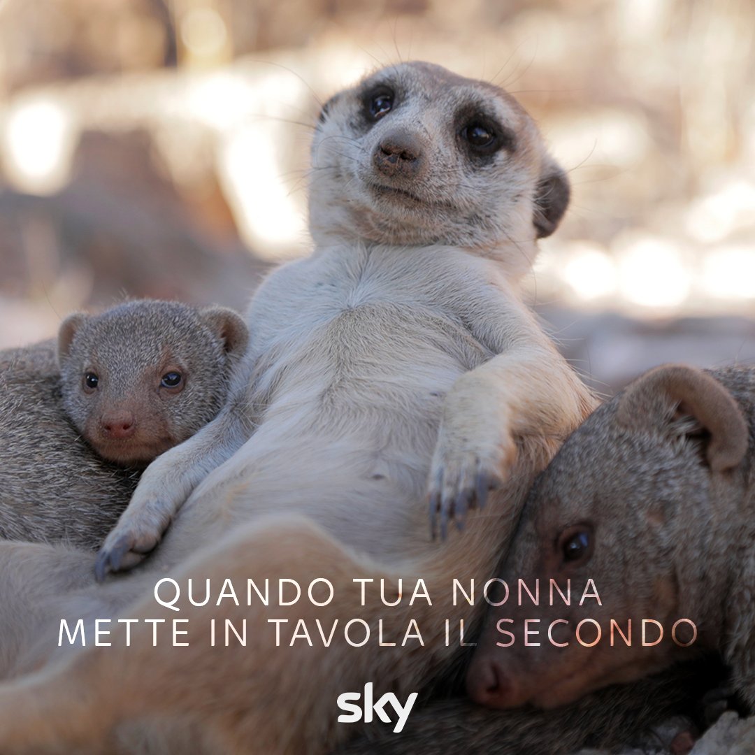 digitalsat_it's tweet image. E no. Non si può dire di no alla nonna.​

#SkyNature