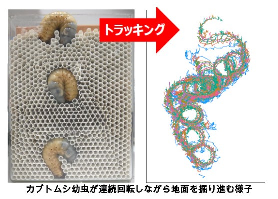 turingpattern's tweet image. カブトムシの太くて短い幼虫が、どうやって穴を掘るか知っていますか？細いミミズは、蠕動運動で土に穴をあけれますが、カブト幼虫は、体が太く頭部も丸いので、蠕動運動では固い土を掘れません。調べてみたら、なんと大車輪回転をしながら掘っていました。