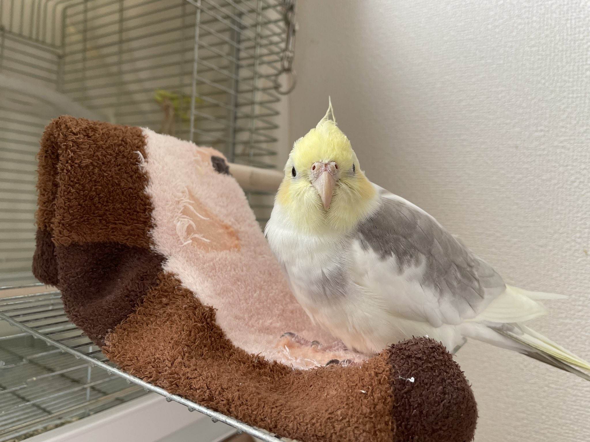 M ペット垢 Maaa Owo Twitter