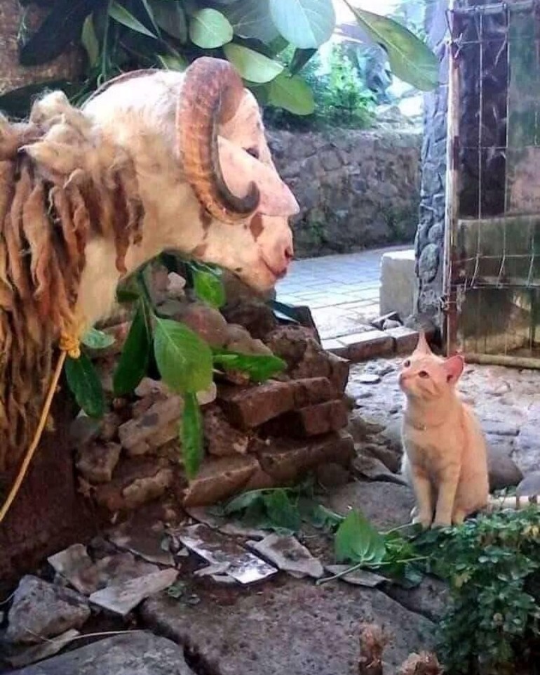 fto ini mngandung bawang