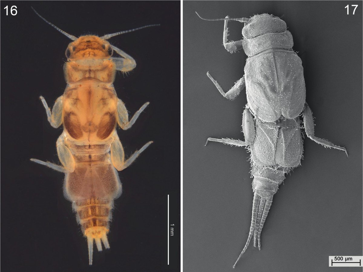 🤩🥳 4 new species of #mayflies of Ethiopia described 🥳🤩
including Caenis graf &amp; Caenis gretathunbergae
#biodiversity 

💧💦 Pictures: Caenis gretathunbergae sp. n., male, habitus &amp; habitus of larva; Malzacher P.