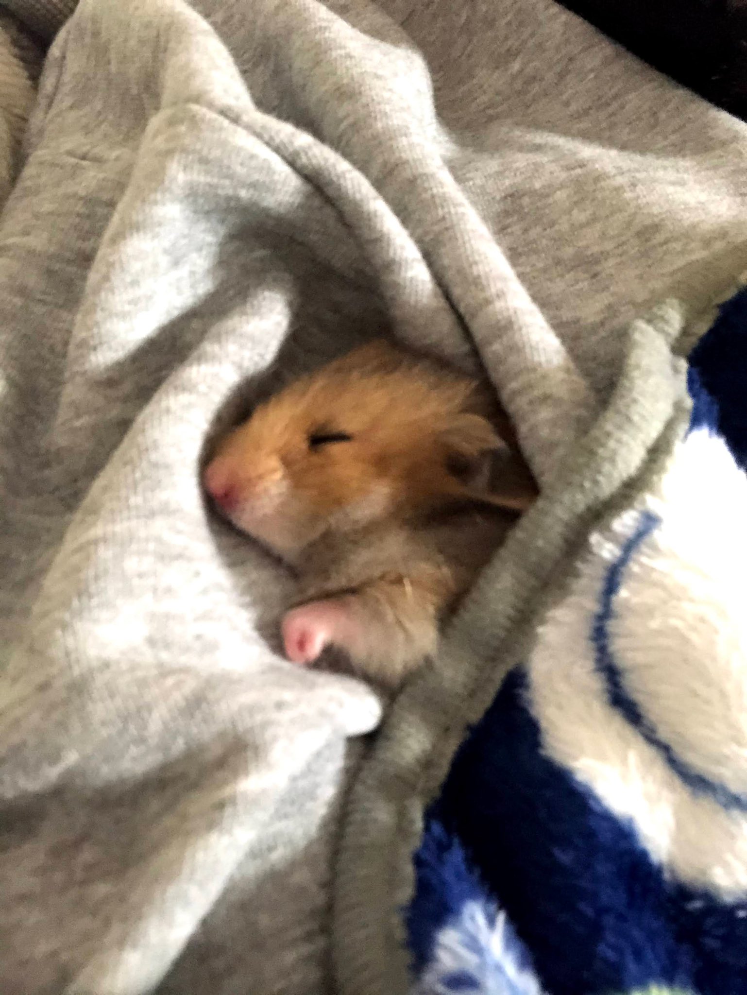 神戸ブレーメン動物専門学校 学生が飼育しているハムスターちゃん 名前は とっぽぎ 名前も寝顔も可愛い 究極の癒し効果 ハムスター好きと繋がりたい ハムスターの寝顔 ハムスター 動物 動物専門学校 神戸 トッポギ T Co Gxrljyzti9 神戸ブレーメン動物専門学校 学生が飼育しているハムスターちゃん 名前は とっぽぎ 名前も寝顔も可愛い 究極の癒し効果 ハムスター好きと繋がりたい ハムスターの寝顔 ハムスター 動物 動物専門学校 神戸 トッポギ T Co Gxrljyzti9
