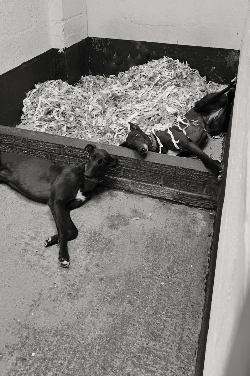 🖤#adachililkim and #slipperymaia today keeping cool in their kennel 🖤 #adachikennels #racinggreyhounds #keepingcool