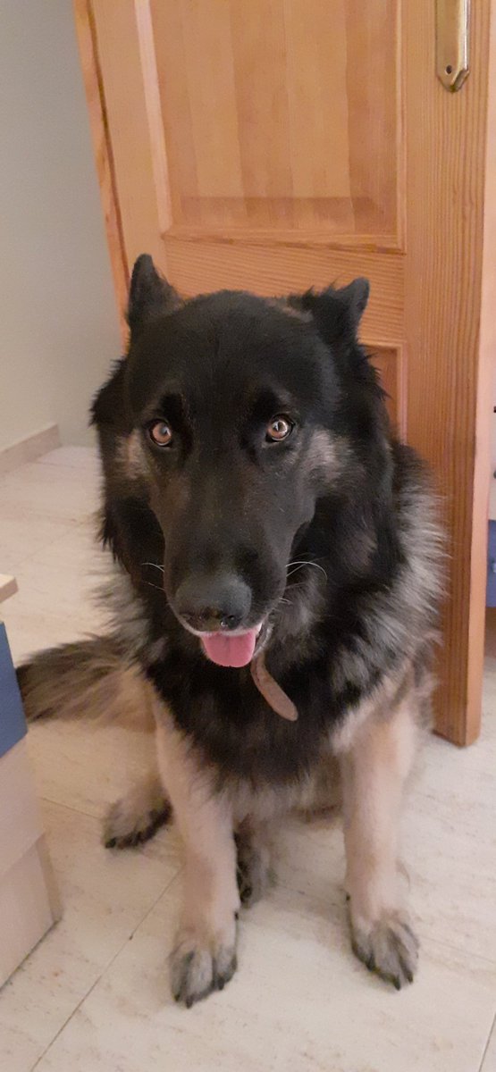 PhyroFire's tweet photo. Hoy mi perro cumple 7 añitos. Admiren su magnificencia (?) https://t.co/Dlgn3EGsao