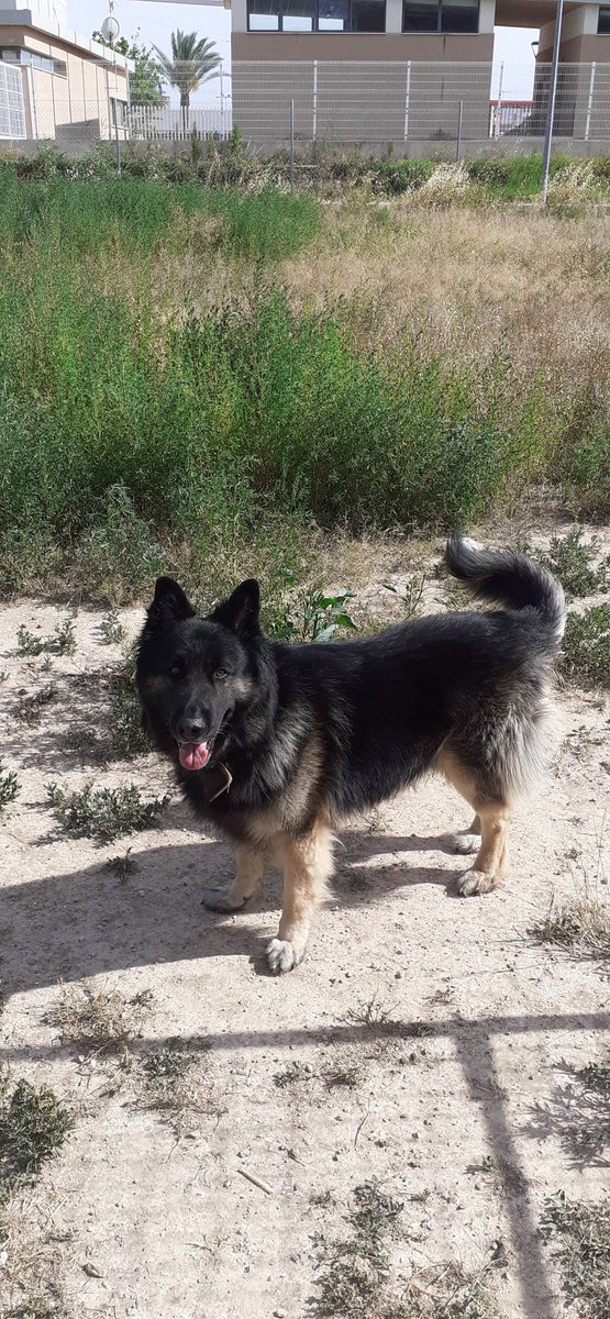 PhyroFire's tweet photo. Hoy mi perro cumple 7 añitos. Admiren su magnificencia (?) https://t.co/Dlgn3EGsao