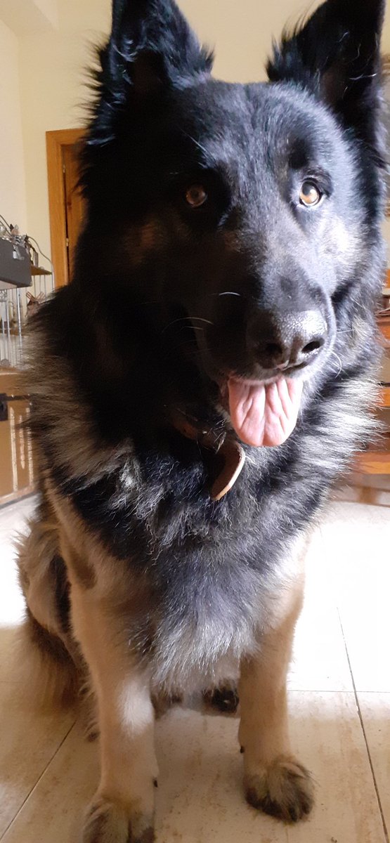 PhyroFire's tweet photo. Hoy mi perro cumple 7 añitos. Admiren su magnificencia (?) https://t.co/Dlgn3EGsao