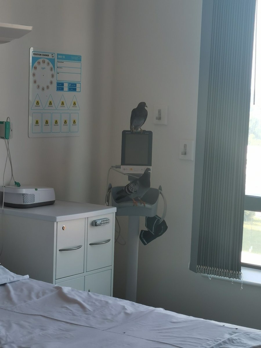 Ruth Bradbury (@ruthbradbury6) on Twitter photo Don't think the message not to turn up at hospital unless it's an Emergency was seen by this pair.
Seems like AMRA has got a bit of a coo ๐<a href="/NikNak89/">Nik Kennelly</a> @UHNMCOO <a href="/UHNM_NHS/">UHNM NHS Trust ๐ฅ</a> @scott1purser <a href="/toothyclaire/">claire tooth</a> <a href="/HattonGwen/">Gwen Hatton</a> <a href="/drziadin/">Zia Din</a> <a href="/AECUHNM1/">AEC @UHNM</a> <a href="/UHNM_AMRAU/">Acute Medical Rapid Assessment Unit (AMRAU) @ UHNM</a> <a href="/SSU_UHNM/">Short Stay Unit</a> Don't think the message not to turn up at hospital unless it's an Emergency was seen by this pair.
Seems like AMRA has got a bit of a coo ๐<a href="/NikNak89/">Nik Kennelly</a> @UHNMCOO <a href="/UHNM_NHS/">UHNM NHS Trust ๐ฅ</a> @scott1purser <a href="/toothyclaire/">claire tooth</a> <a href="/HattonGwen/">Gwen Hatton</a> <a href="/drziadin/">Zia Din</a> <a href="/AECUHNM1/">AEC @UHNM</a> <a href="/UHNM_AMRAU/">Acute Medical Rapid Assessment Unit (AMRAU) @ UHNM</a> <a href="/SSU_UHNM/">Short Stay Unit</a>