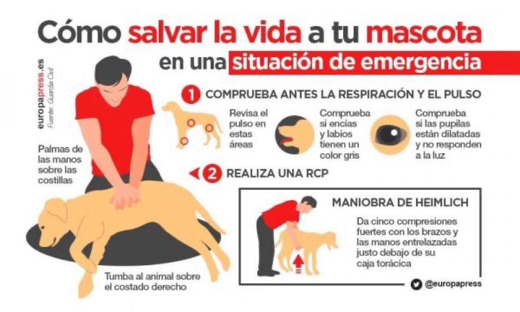 policiavaldmoro's tweet photo. ℹ️Desde @policiavaldmoro siempre hemos resaltado la importancia de tener conocimientos básicos sobre primeros auxilios🆘. Hoy no queremos olvidarnos de nuestros fieles amigos🐶, su vida también puede depender de estos conocimientos.
#Valdemoro #WeLoveAnimals
📸 @europapress https://t.co/tIaVqswgnb