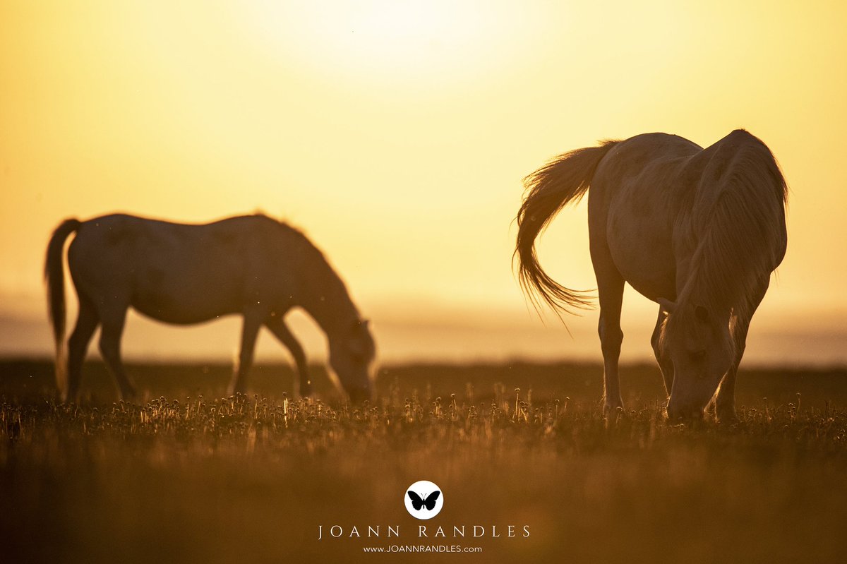 JoannRandles's tweet photo. The sunset was so pretty yesterday. Intense golden colours 🌅. Also didn’t get eaten alive by midges so that was a bonus 🐴 @cover_images #pony #walws #uk #heatwaveuk #heatwave #photography #ponyhour https://t.co/8ME1G81xoN
