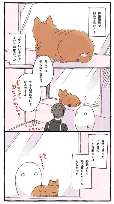 元野良猫を引き取ったら…1か月後の『変化』に、ほろり https://t.co/cnXtsBbKs7 @grapeejpより 