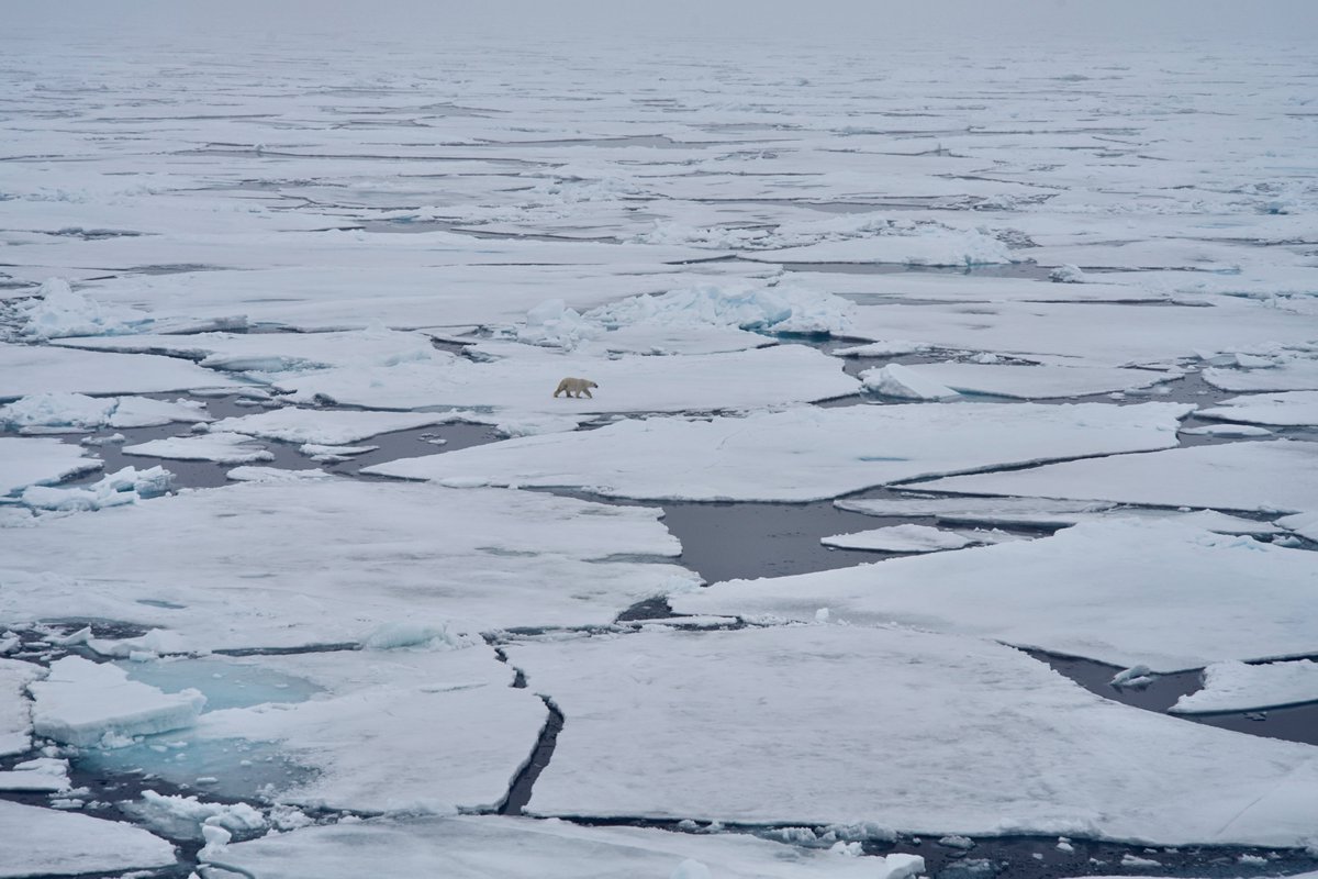 Back in Bergen after 11 days spent on-board #FFKronprinsHaakon in the Arctic. Very successful #AGENSI cruise with many ice, water and sediment samples for #eDNA analysis @NORCEresearch @BjerknesBCCR. And yes, we saw polar bears 🐻‍❄️ More infos here: agensi.eu