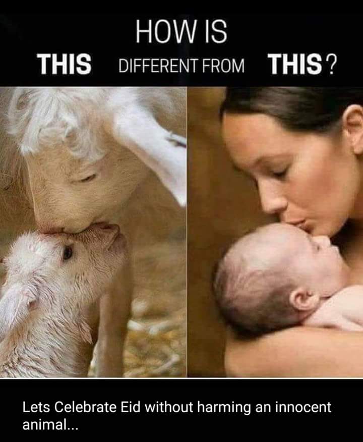 Fearless_Hindu_'s tweet photo. Have a #BloodlessEid because of their right to live is more important than your beliefs 🤍🕊️☮️
#BakraLivesMatter https://t.co/RlMsd69hCw