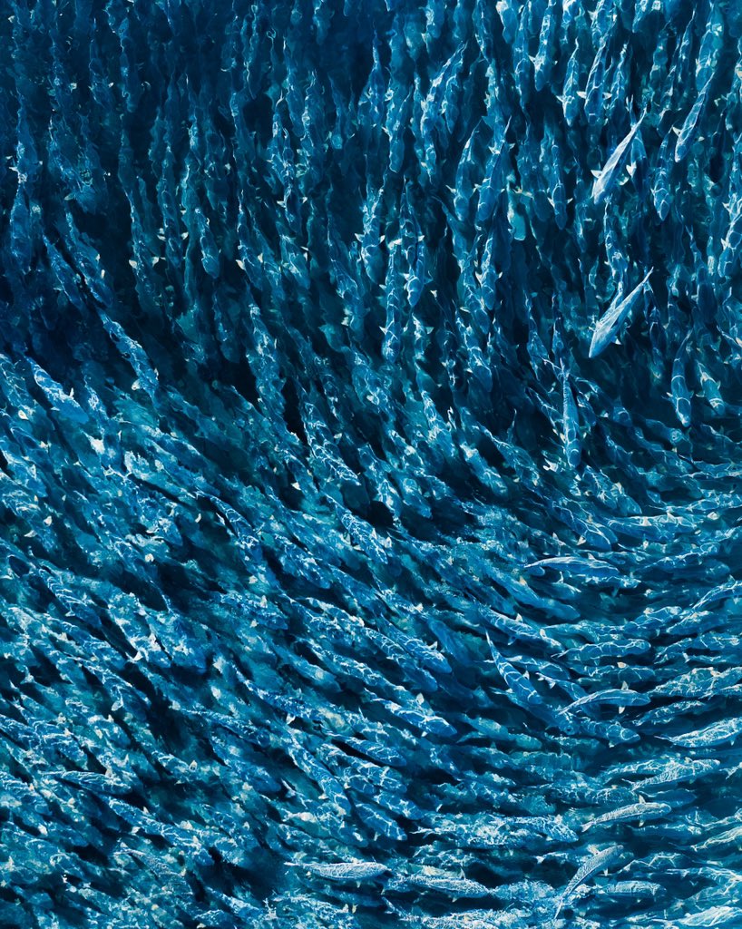 sarich_michael's tweet photo. Just Keep Swimming.
#fish #ocean #dronephotography
First post feelings, bringing my photos from Instagram to here 🙌🏻 https://t.co/yRuX0I97CA