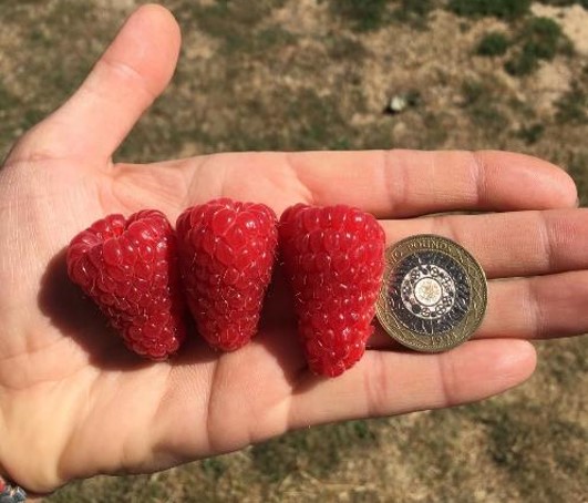 JamesHuttonLtd's tweet photo. We head to @FruitFocus tomorrow, where we'll be serving up samples of new #PrimocaneRaspberry Lewis & Skye from the UK #Raspberry Breeding Consortium, grown by @WattsFarms Can't wait! https://t.co/nWoxV7nDOO https://t.co/gSUVafLAnf