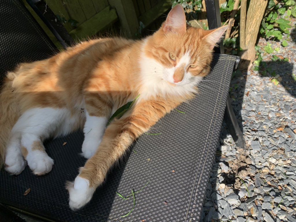 BintyMustard's tweet photo. Cat sunbathing experience in 3 photos…
Nice. I’ll going to kill. Too hot. 

#CatsOfTwitter #GeorgeCat #cats #HeatWave2021 #heatwaveuk #heatwave #summer https://t.co/6oq9pDI59Q