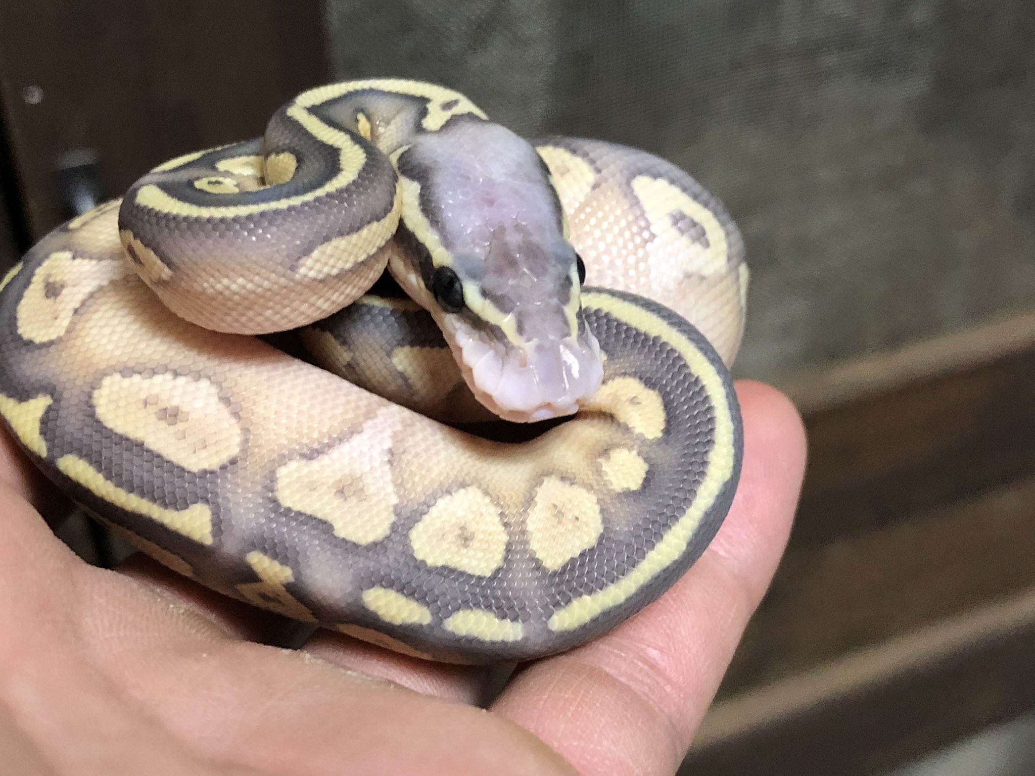 よこんぽん ボール繁殖してみたはいいもののモルフわかんねぇ 笑笑 ボールパイソン ボールパイソン繁殖 T Co Xlnhzfdqmb Twitter