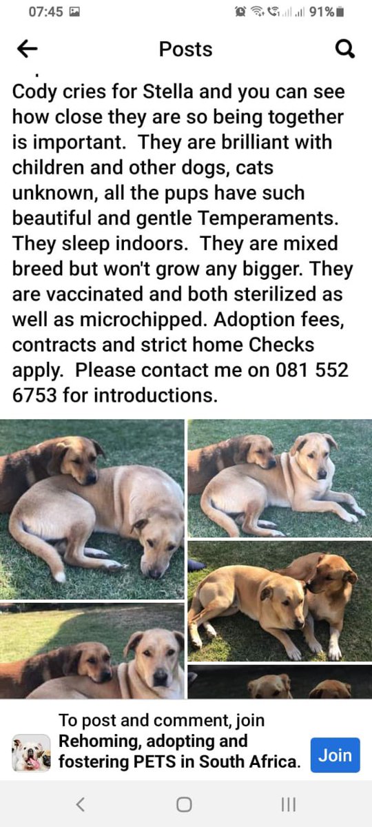 Hi. These two sweet pups urgently need a home. They can’t be separated. Please share and let’s help these cuties flit find a forever home. Please contact Heather on 0815526753. Thank you 🌻