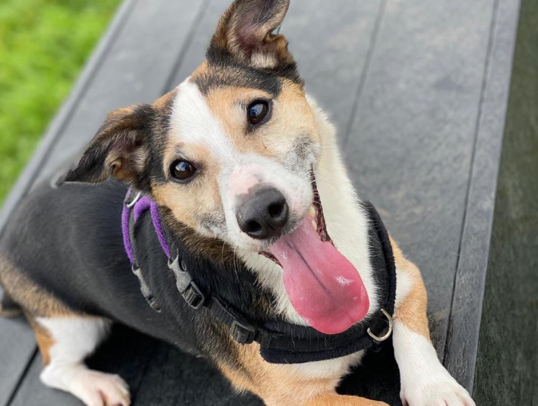 Please retweet to help Badger find a home #LOUGHBOROUGH #ENGLAND  

Jack Russell aged 10, he sometimes can be a bit worried and would like an adult, single, female home with a garden. He' been waiting a very long time 💔
dogstrust.org.uk/rehoming/dogs/…
#dogs