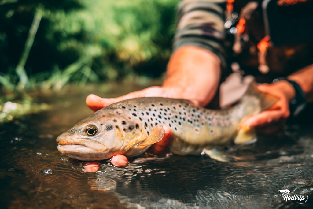 rodtripfishing's tweet photo. Le soleil revient enfin, très bon weekend à tous et surtout une grosse pensée à tous les sinistrés de ces dernier jours ! ⁠
—⁠
#rodtrip #rodtripflyfishing #visioninflyfishing  #flyfishing #fishing #fishingadventures #flyfishingadventures #fishinglife #flylife https://t.co/ril4qQnOtV