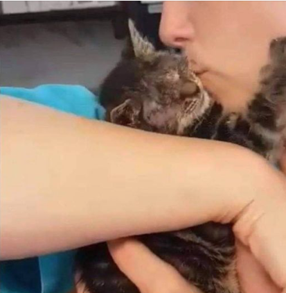 DashKitten's tweet photo. URGENT #SaveKELLY #Sweden Sign your name and name and make sure the worlds' VOICES are heard SIGN FOR KELLY the BLIND KITTEN!!! https://t.co/Ducombww4O DO IT NOW she only has until Wednesday European time! Google Chrome translates the page into English #blindcats #blind https://t.co/WO9K9c6vLf