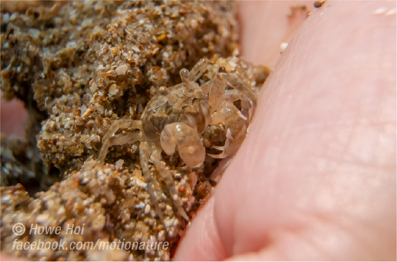 motionature's tweet photo. How #small is it?
#crab #tiny #nature #seafood #naturelovers #naturelife #crustaceans #natureseekers #creature #natgeo #wildlife #beach #ocean #wildanimal #animal #animallover #sea #photography #discovery #shutterstock #stockphotography #stockphoto #dreamtime #videohive #eyeem https://t.co/iBA5MlOLX0