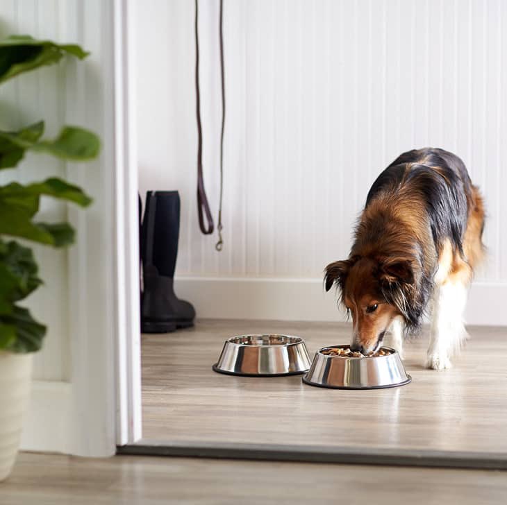 Your pet’s food and water bowls are not as clean as you might think. Bacteria grows on bits of food left in their bowl which can cause harmful growths that are dangerous for both your pet’s health and yours. 
#MVC #DrJones #aahaaccredited #cleanpets #healthypets #vetcare #vetlife