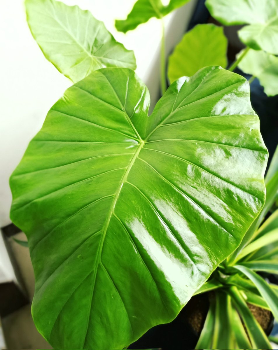 bbtbase's tweet photo. クワズイモの成長速度が早すぎる！
3ヶ月前くらいに新芽だった葉が今じゃ直径40cm

#BBTBASE #テラリウム #アクアリウム #ビバリウム #パルダリウム #観葉植物 #クワズイモ #育成 #観葉好きと繋がりたい https://t.co/CDXRVXghnQ