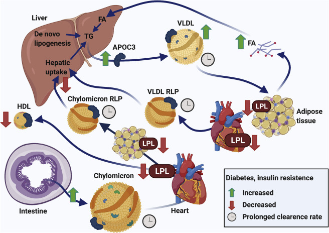 Cardiovascular disease in diabetes, beyond glucose dlvr.it/S456wm