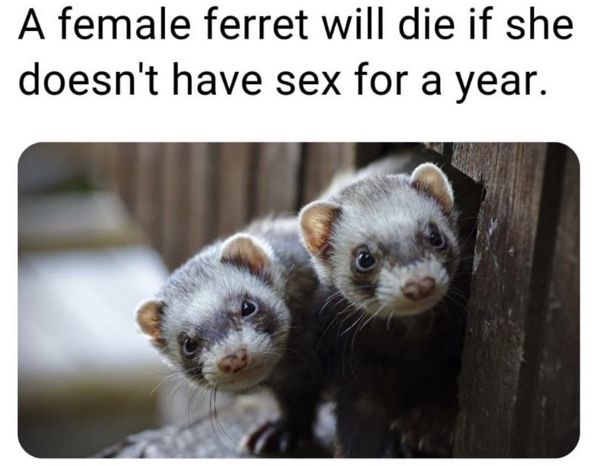 hardcorecomedy2's tweet image. Same